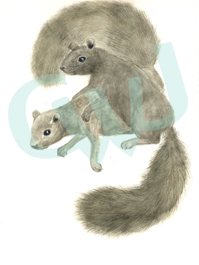 Squirrel Boys